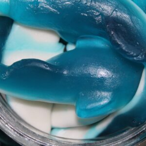 Dauphins XXL Vidal